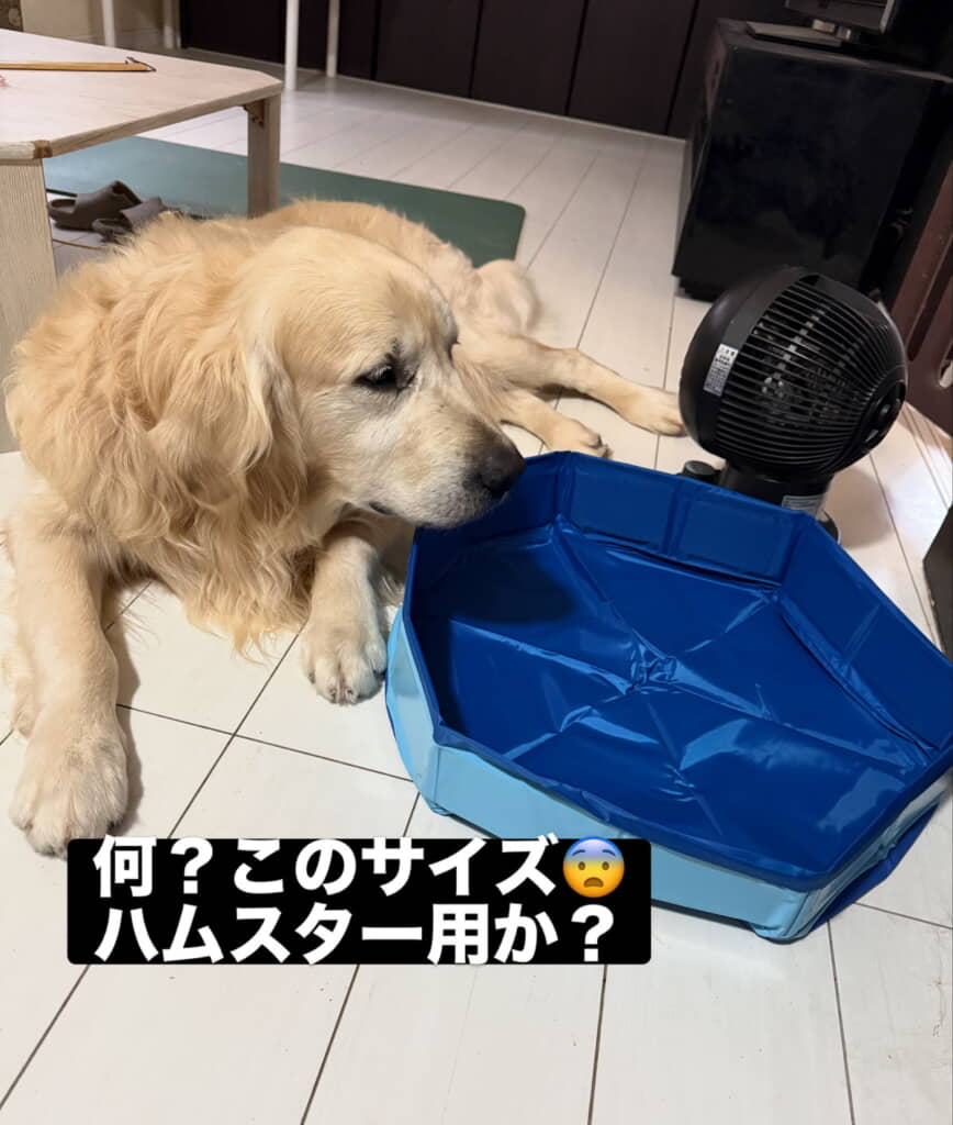 プールとは……