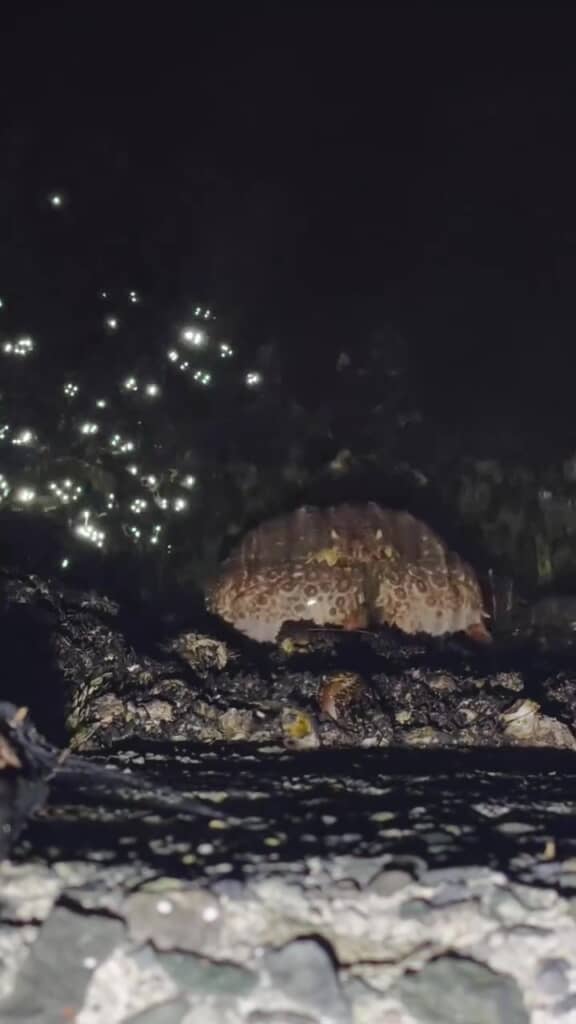 壁にはりつく生き物を発見