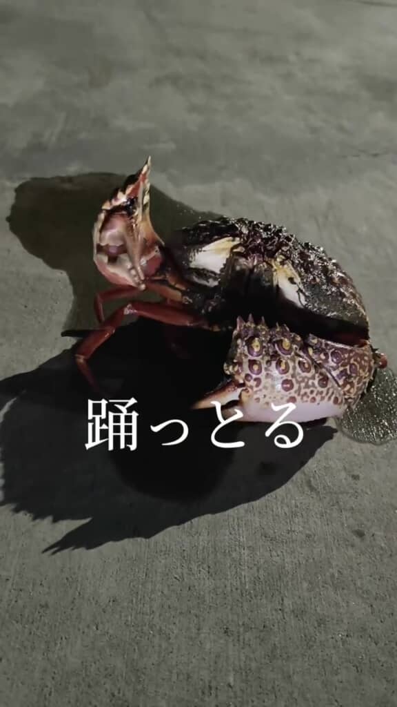 ハサミを振って元気な様子