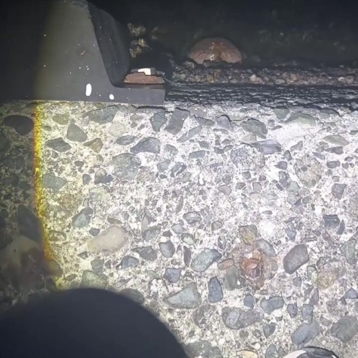 夜の海へ→防波堤から中をのぞくと……目を疑う光景が171万再生「漁港で出るんですか!?」「これ市場で20万円だよ」 | その他生き物 ねとらぼ