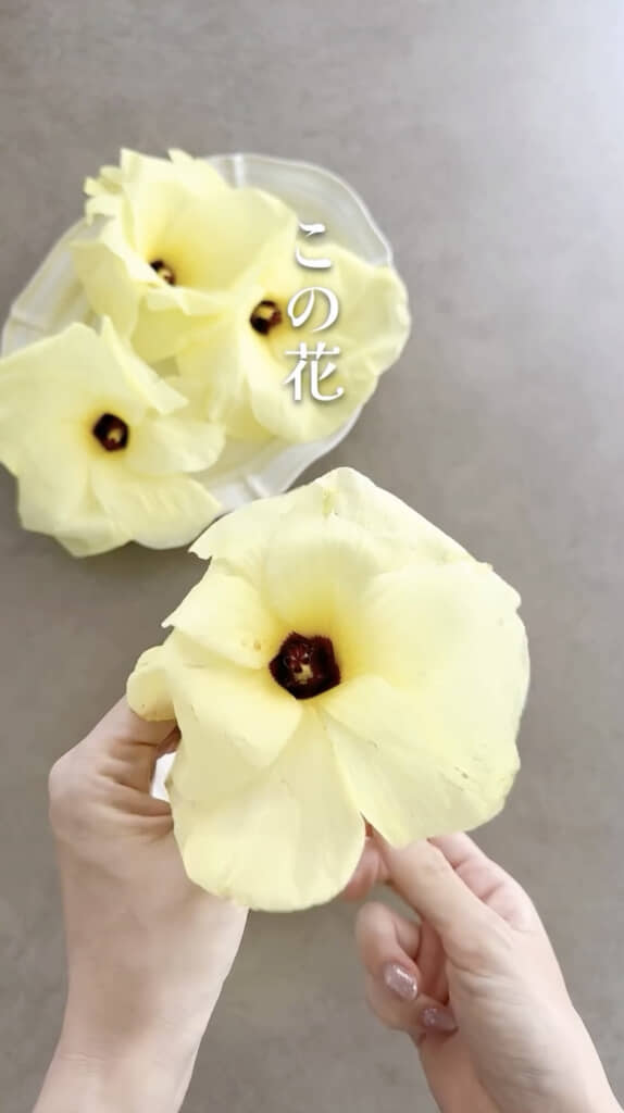 手のひらサイズのお花