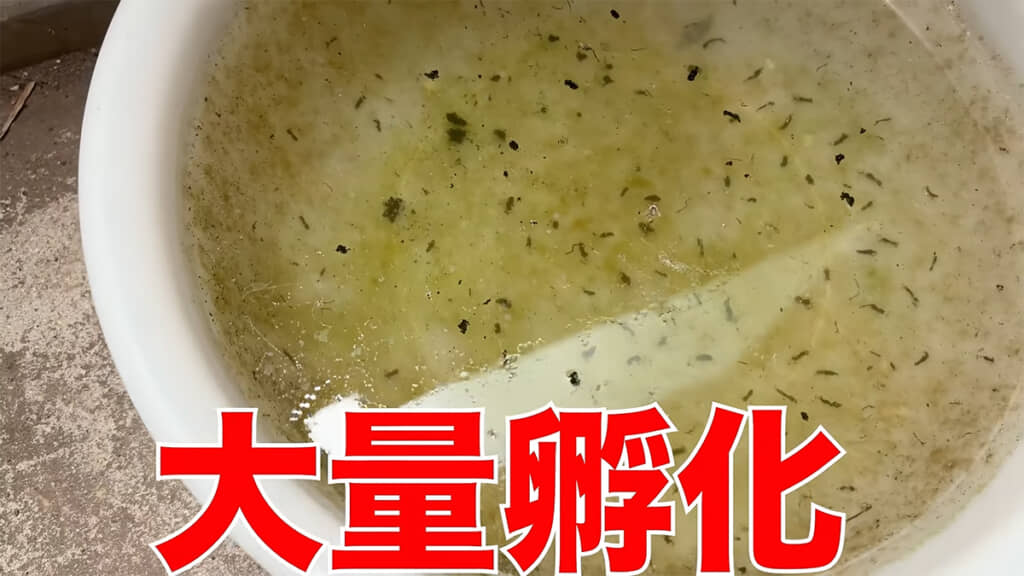 メダカの卵が大量ふ化していました