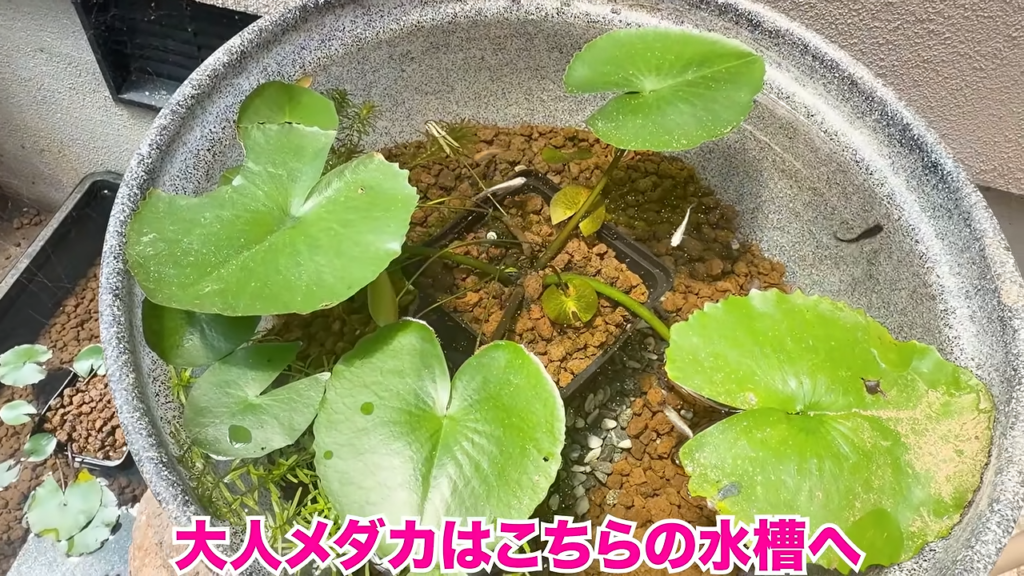 大人メダカは別の水槽にいます