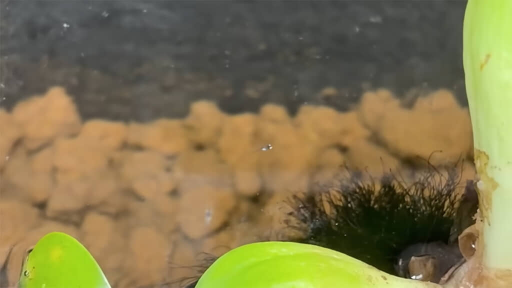 ビオトープのメダカはどこから来たのでしょうか