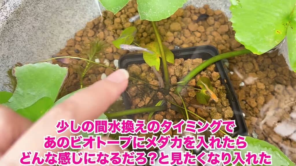 水換えをしたわずかな時間で卵を産んだ説が