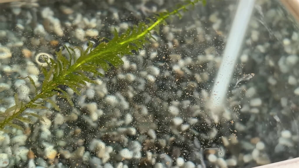 水槽のメダカたちも元気です
