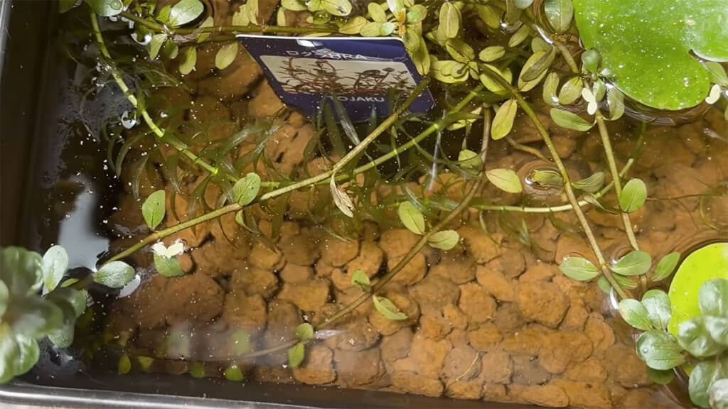 ビオトープのメダカたちは成長が早いようです