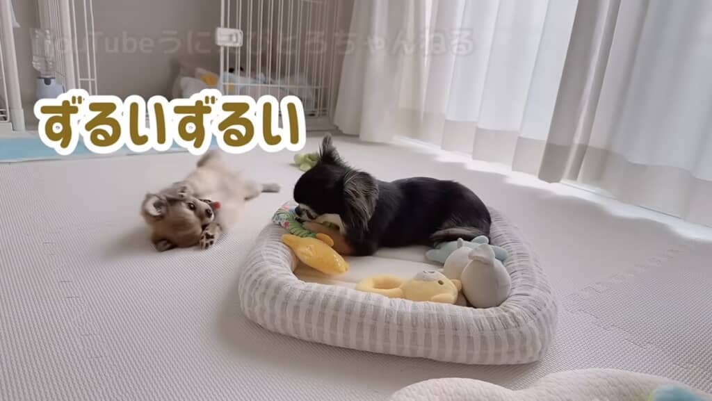 お姉ちゃんのおもちゃが欲しい！