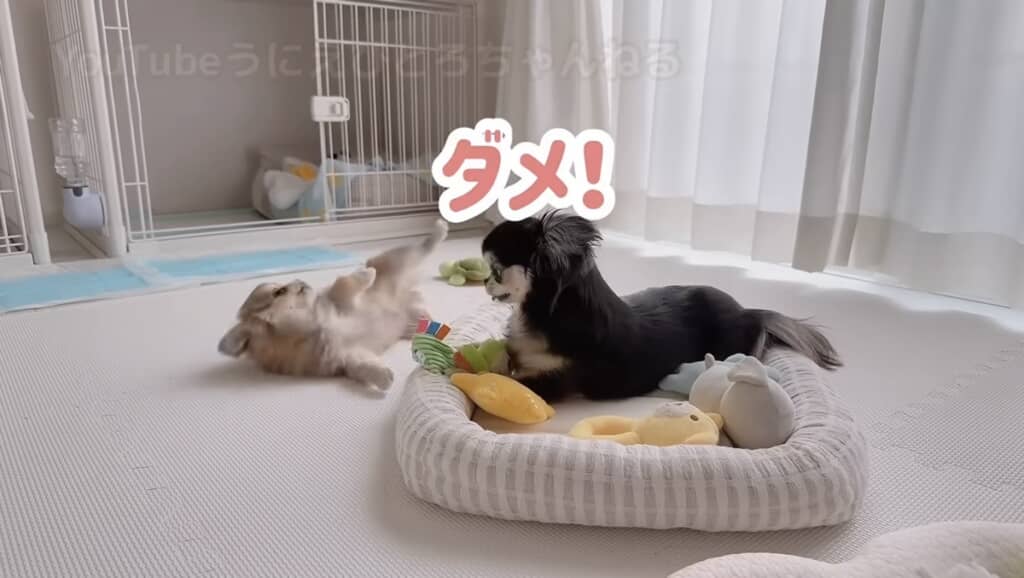 「ダメ！」と叱られてしまいました
