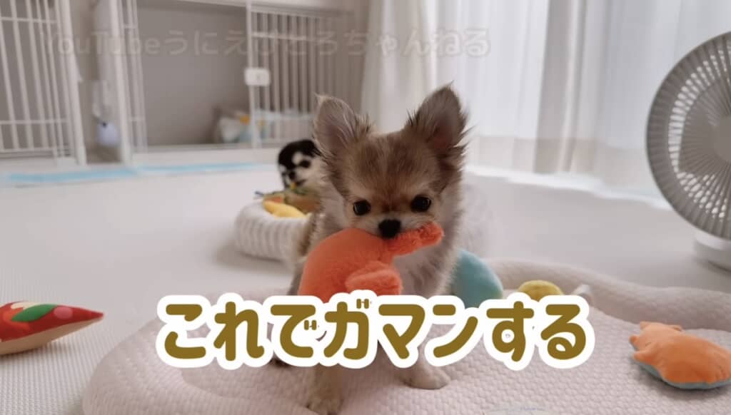 他のおもちゃで我慢することにしたとろちゃん