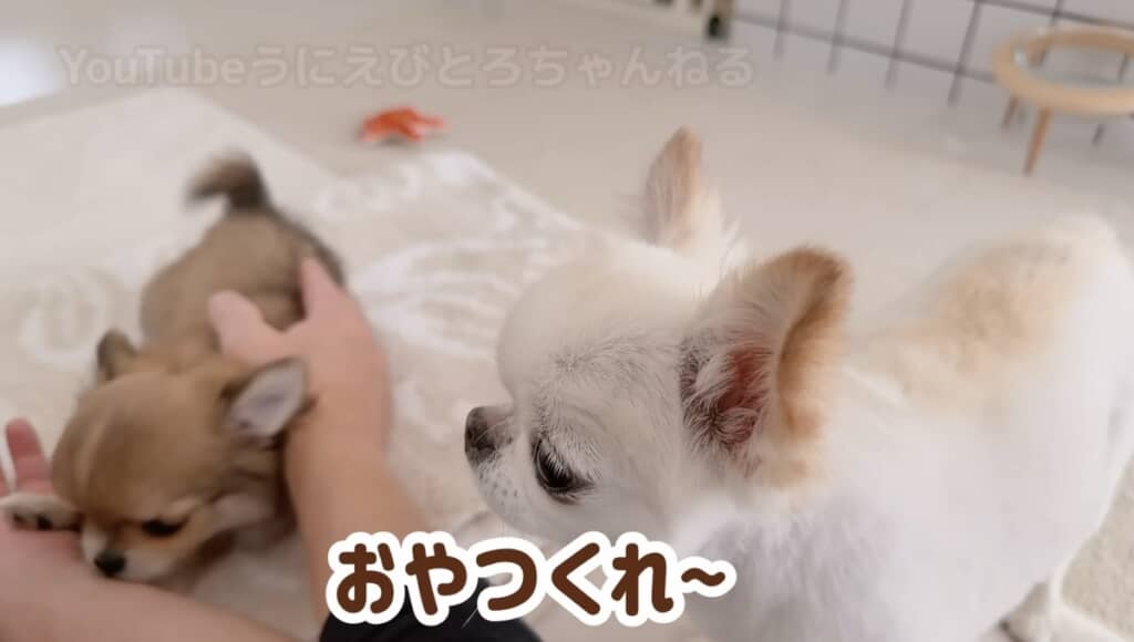 マイペースなうにちゃん