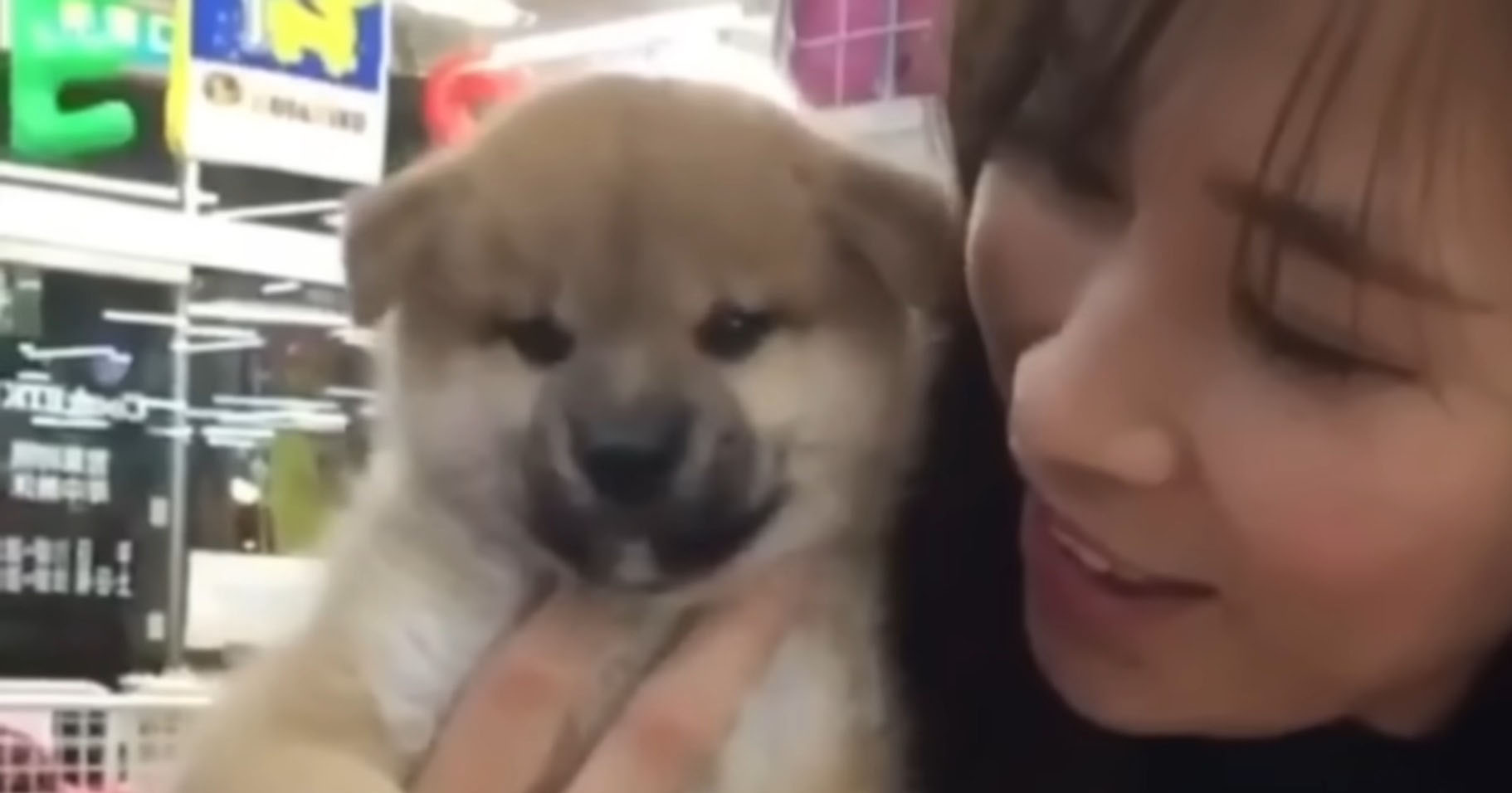 セールで5万円だった柴犬→お迎えして8年後……　家族と歩んだ現在の姿に「愛があふれてて泣けてきた」「これからもずっと一緒で」（1/3） | 犬 ねとらぼ