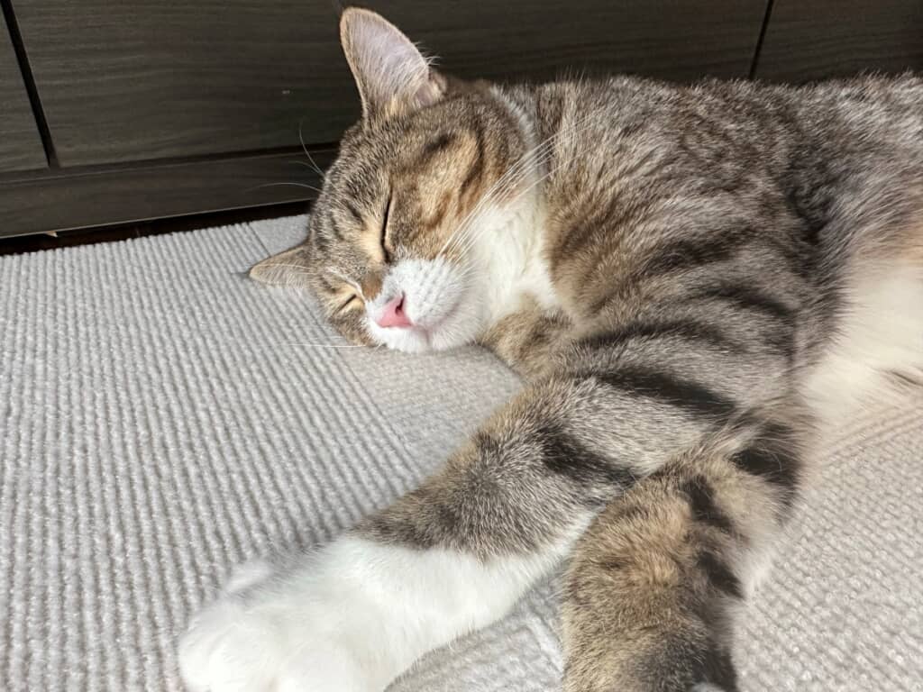 この日はまっすぐ伸びて寝ています