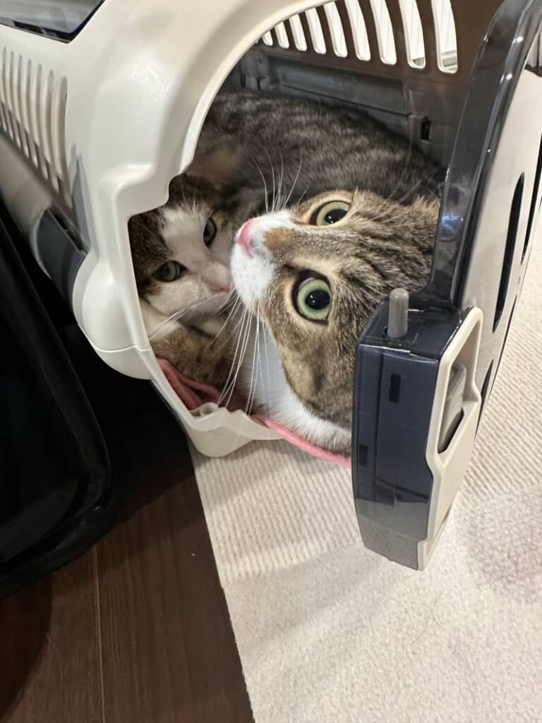 狭いキャリーに一緒に入る2人