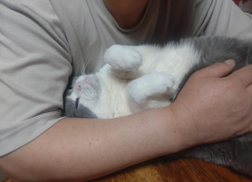 「愛猫のぶぶちゃんと戯れる夫」の写真