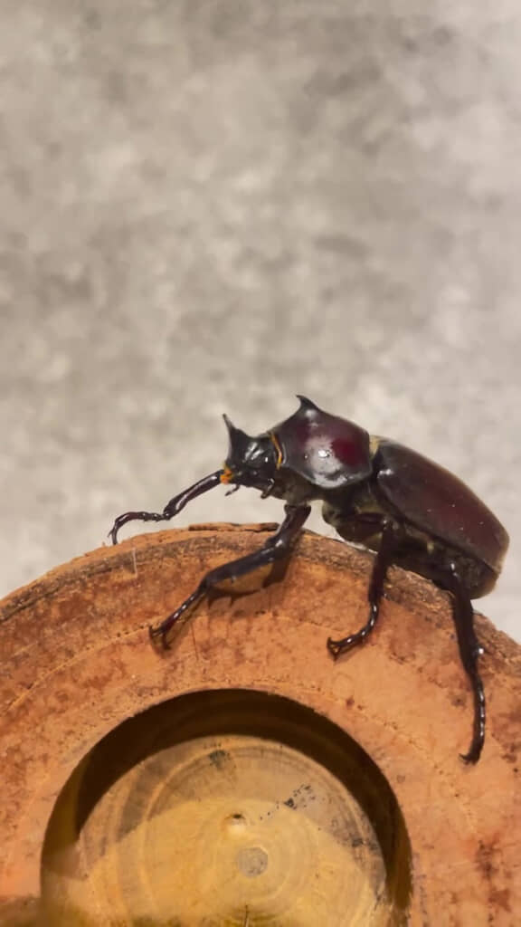 カブトムシ、とったどー!