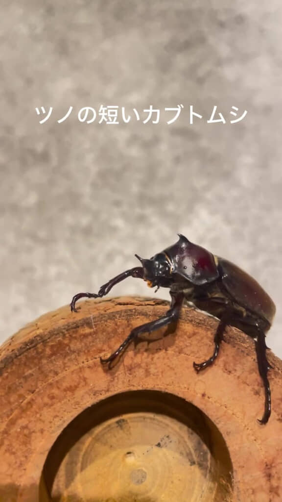 まさかのツノ?