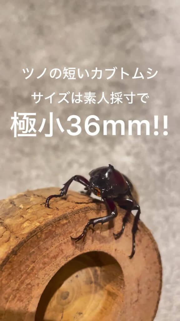オスは通常、ツノを含めると50~70ミリメートルほど