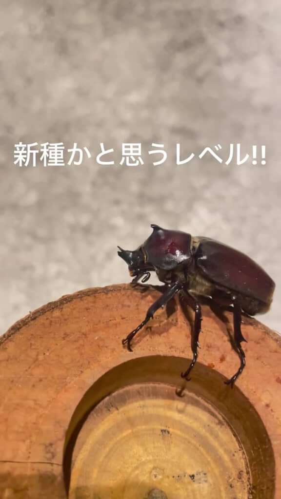 「新種見つけた!」と言われたら信じてしまいそう