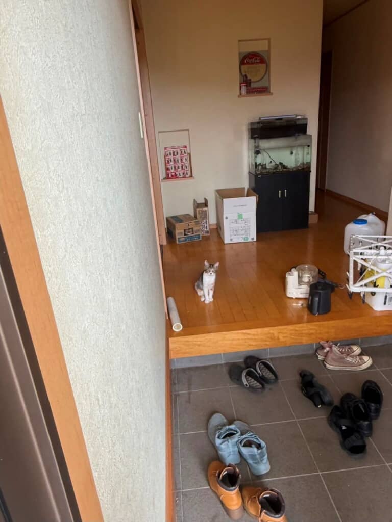 猫がいない！