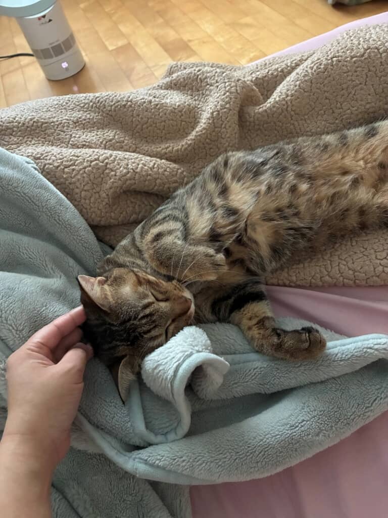 甘えん坊な猫ちゃん