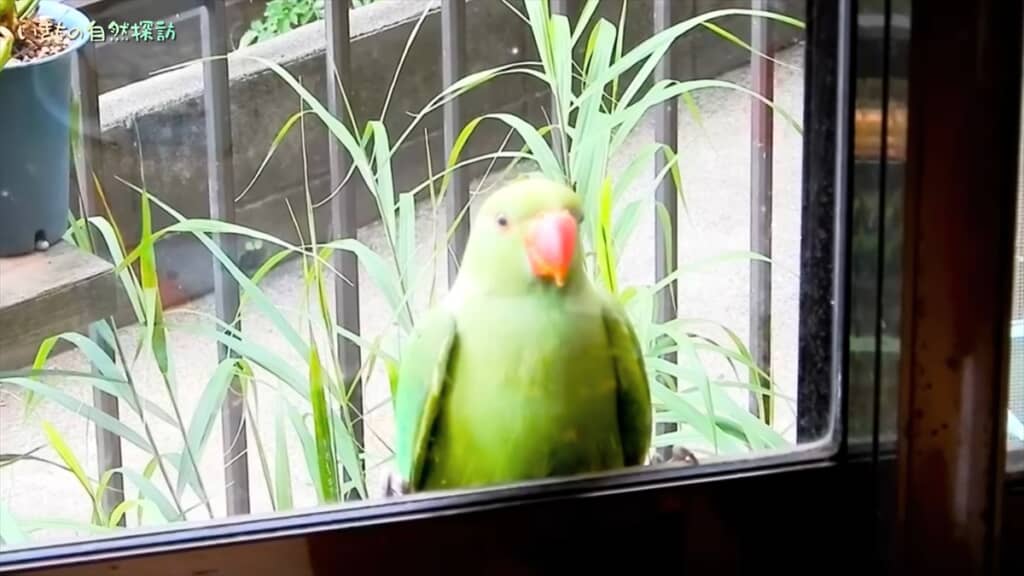 家に入ろうとしてくる破天荒なインコ