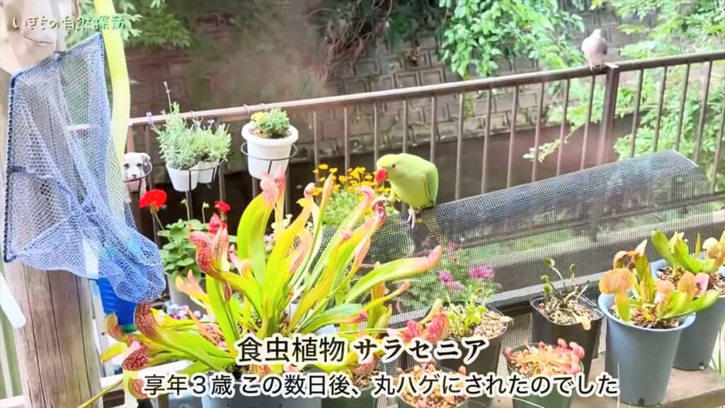 家に入ろうとしてくる破天荒なインコ