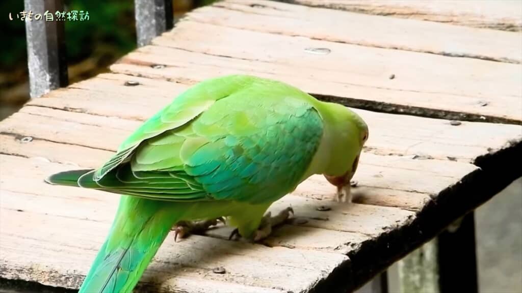 家に入ろうとしてくる破天荒なインコ