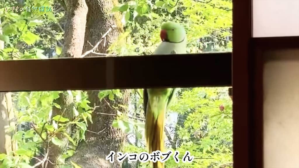 家に入ろうとしてくる破天荒なインコ