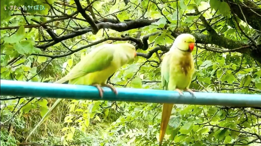 家に入ろうとしてくる破天荒なインコ