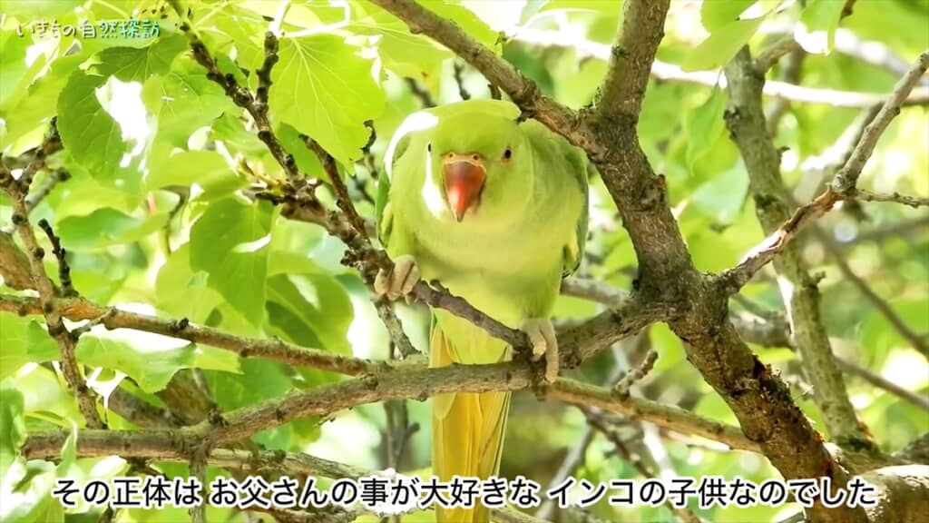 家に入ろうとしてくる破天荒なインコ