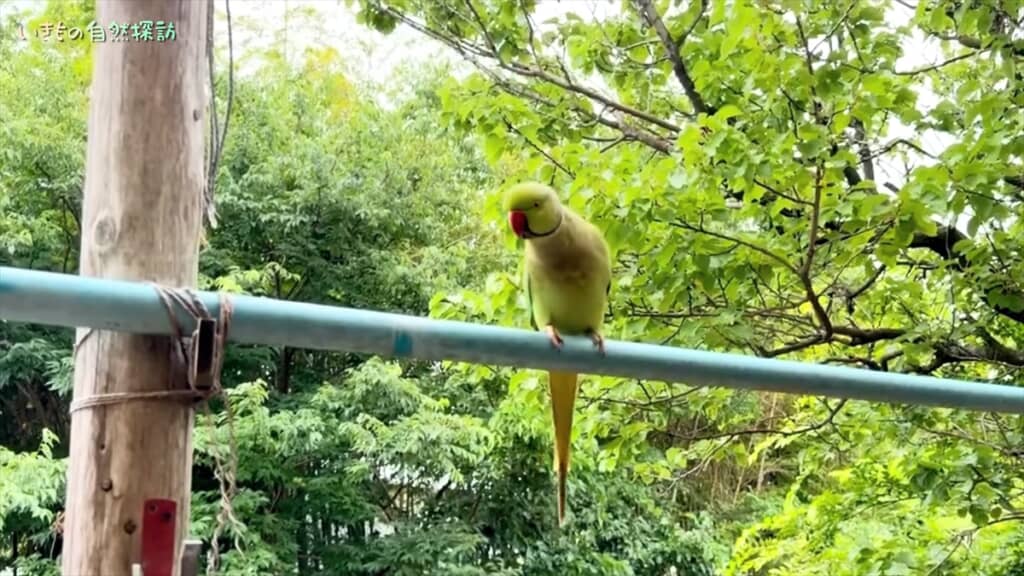 家に入ろうとしてくる破天荒なインコ