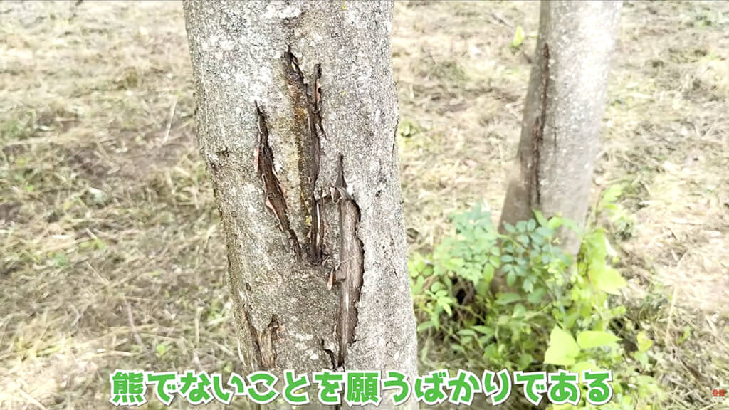 野生動物の爪痕……？