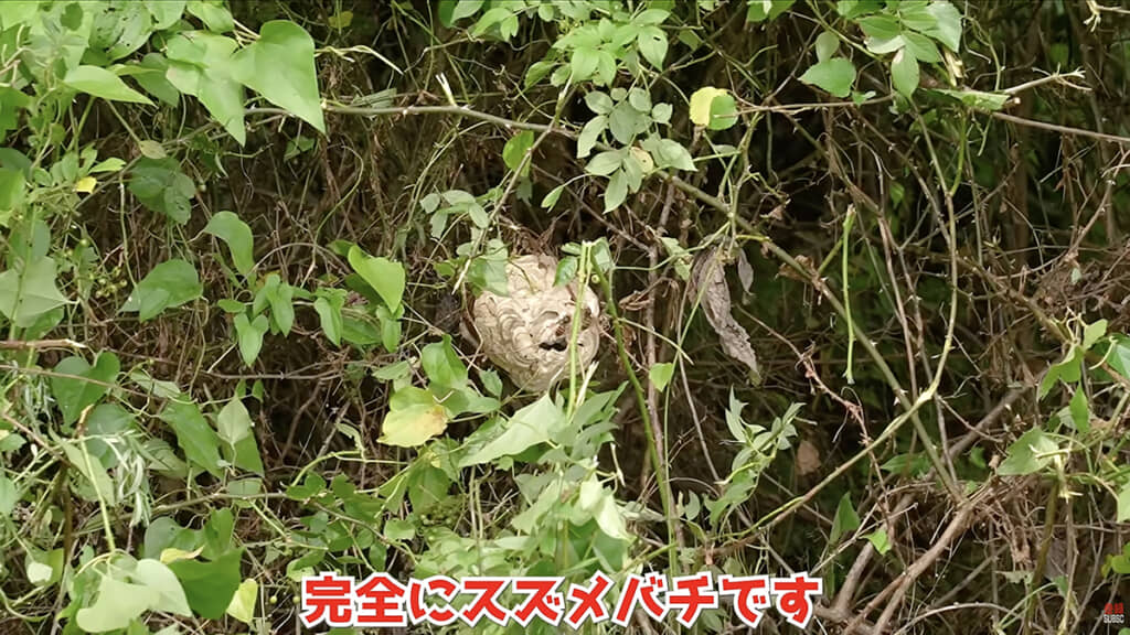 スズメバチの巣を発見