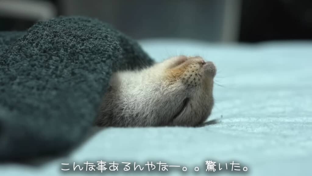 リスさんが仰向けで寝ている!?