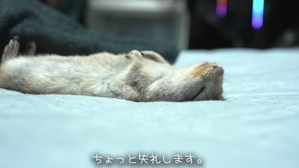 タオルをめくってみると、きれいなへそ天