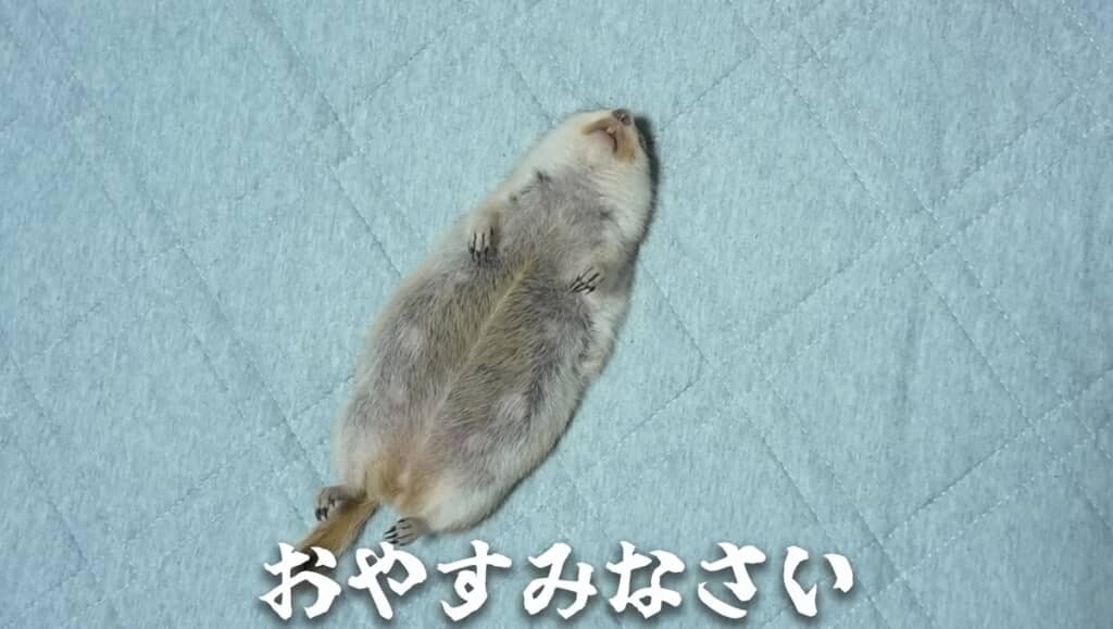 お腹にチャックがあるように見える