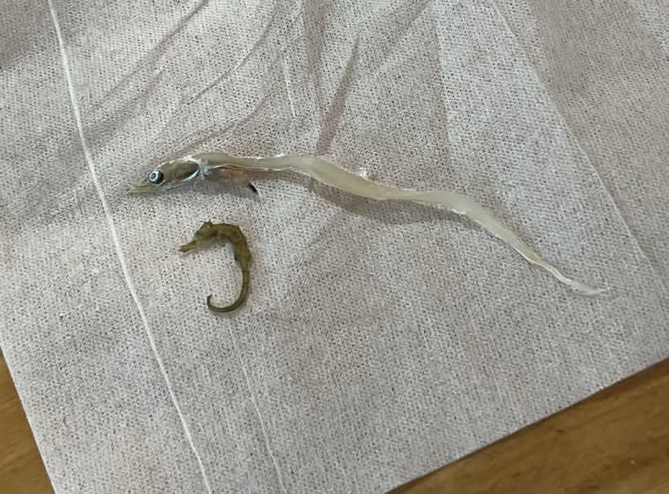シラスの中に入っていたタツノオトシゴらしき魚とタチウオらしき魚