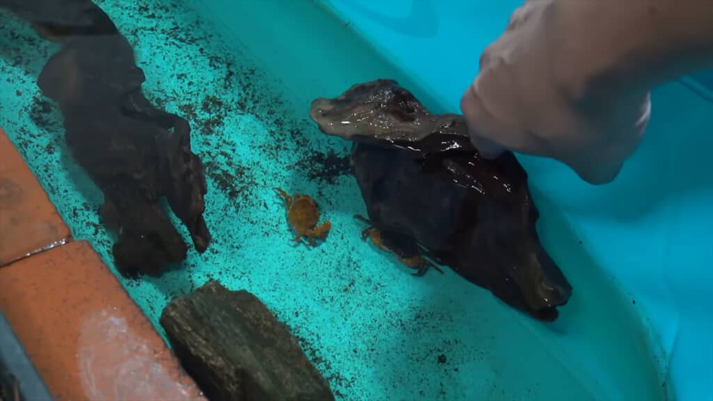 サワガニを飼育しているプールに大量のヌマエビを導入