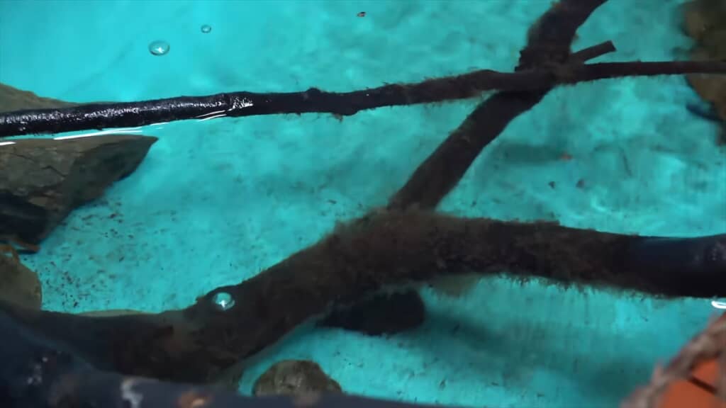 サワガニを飼育しているプールに大量のヌマエビを導入