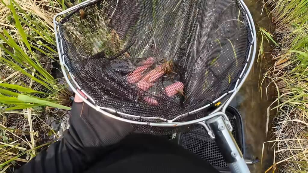 サワガニを飼育しているプールに大量のヌマエビを導入