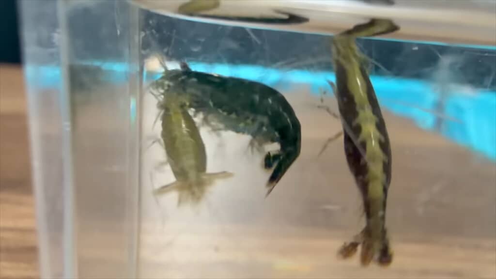 サワガニを飼育しているプールに大量のヌマエビを導入