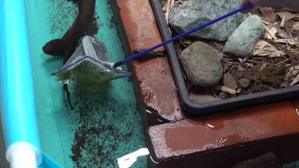 サワガニを飼育しているプールに大量のヌマエビを導入