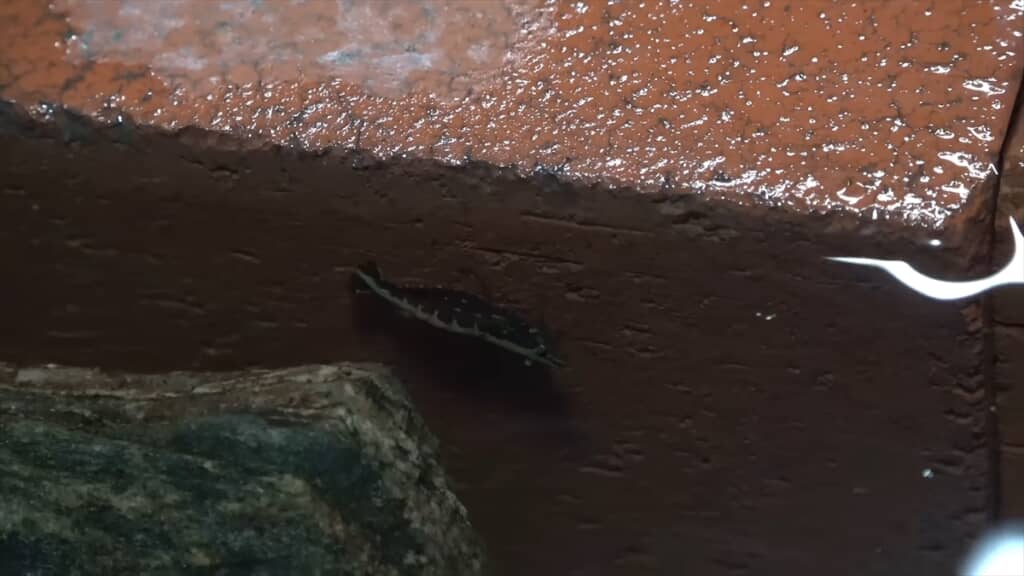 サワガニを飼育しているプールに大量のヌマエビを導入