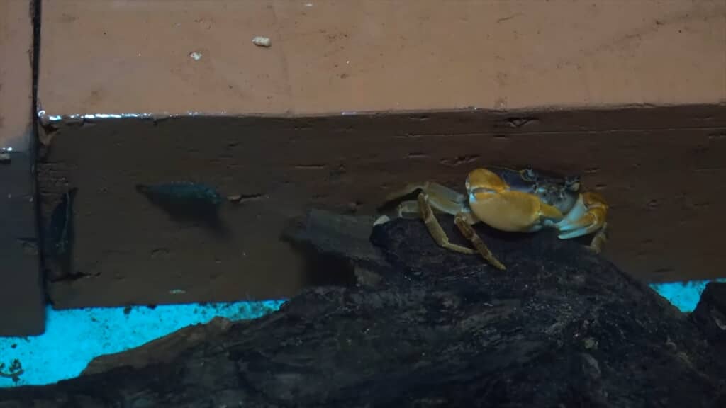サワガニを飼育しているプールに大量のヌマエビを導入