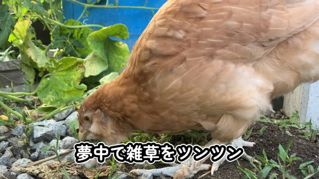 雑草を食べるニワトリたち