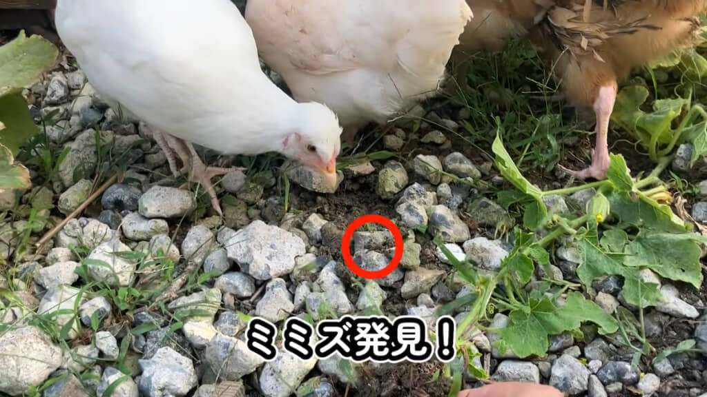 このニワトリはいったんミミズをくわえたあと、口に合わなかったのか“ペッ”した