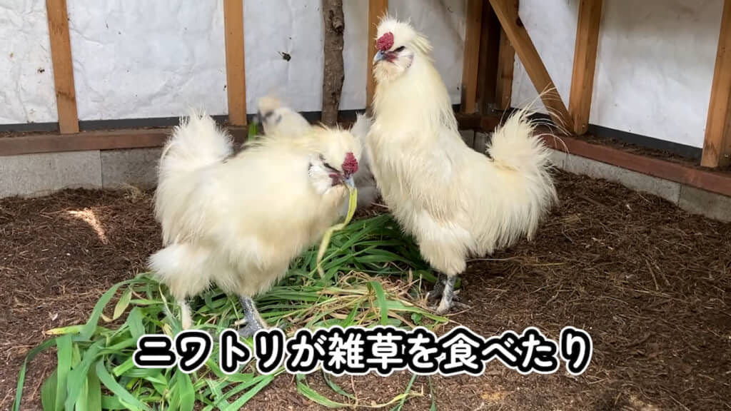 ニワトリ小屋に敷くと食べたり蹴ったりして……