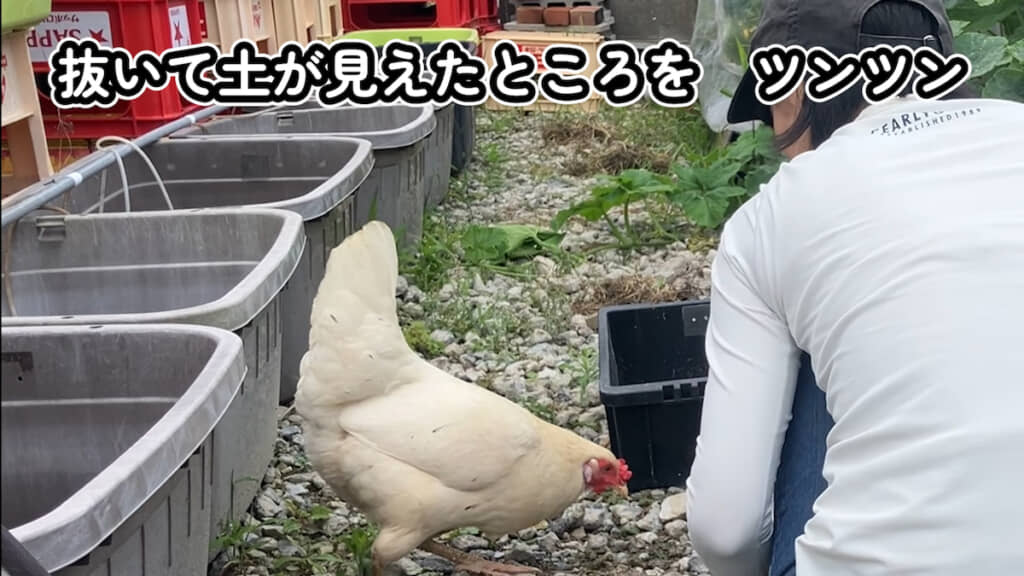 草むしりをしていると……