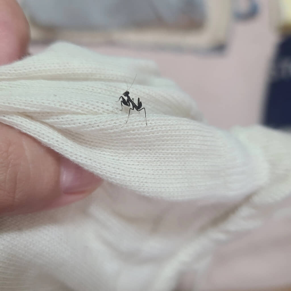 アリかな……いや、なんか違うな？